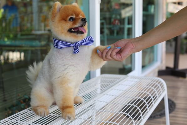 Durham Pets
