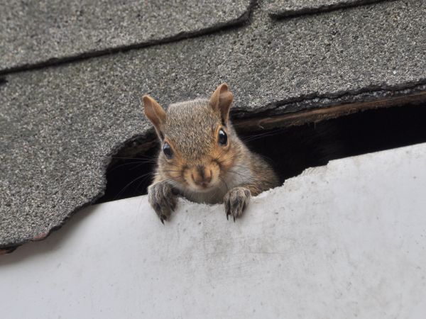 Durham Wildlife Removal