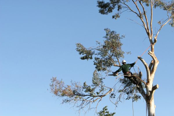 Durham Tree Trimming