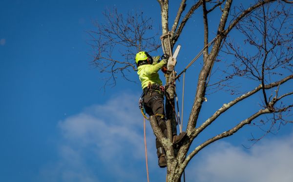 Durham Tree Removal